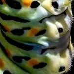 _04B6719 Chenille machaon 2